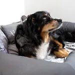 Schulze - Ihr Hundefreundliches Im Harz 3* Herzberg am Harz