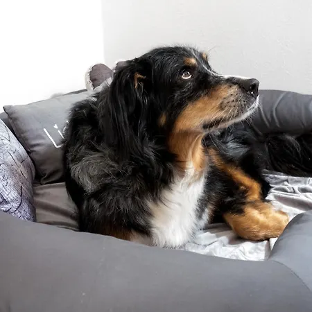 Schulze - Ihr Hundefreundliches Im Harz 3* Herzberg am Harz