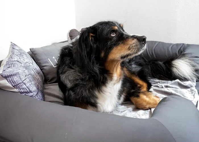 Schulze - Ihr Hundefreundliches Im Harz 3* Herzberg am Harz